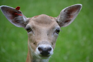 A young deer lady looks directly into the camera