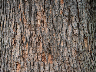 Tree bark texture closeup. Selective focus.