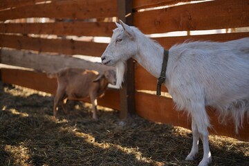 baby goat on farm