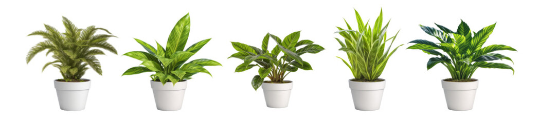 Set of Houseplants in White Pots Background Transparent 