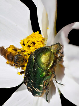 Macro green Cetonia aurata and honey bee on white cosmos bipinnatus flower