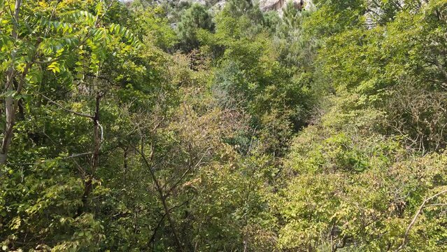 Vegetazione sulla montagna nel parco di Frasassi nelle Marche