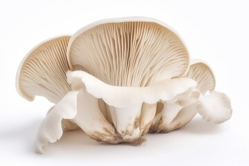 Fototapeta na wymiar A close up of a mushroom on a white background