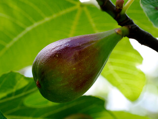 Closeup of fig on branch of a Ficus carica