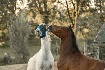 Horses living their best life in the paddock paradise track system 