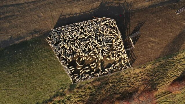 Aerial view of a sheepfold with herd of sheep inside in the mountains. Farmland in the autumn by drone