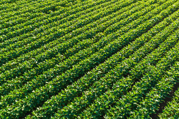 Soybean (Glycine max) crop field in sunset, high angle view