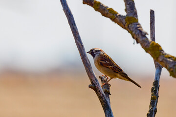 A male Chaffinch (Fringilla coelebs) perched in a hawthorn bush, against a blurred natural background