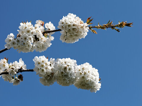 Closeup flowers of Prunus domestica tree covered with white flowers in spring in a French garden on the blue sky background