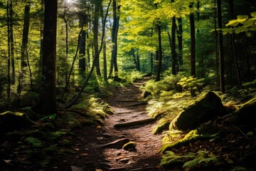 Obraz premium a trail in the forest with sunlight filtering through leaves