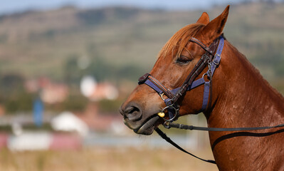 Obraz premium Horse portrait. Close up photo with a beautiful brown horse stable with amazing blue eyes. Horse photography.