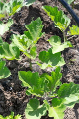 Eggplant seedlings in the garden. Planting seedlings in open ground.