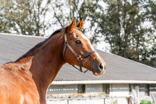 Horses Living Their Best Life In The Paddock Paradise Track System 