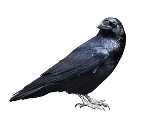 Black raven isolated on transparent white background