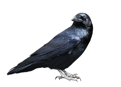 Black raven isolated on transparent white background