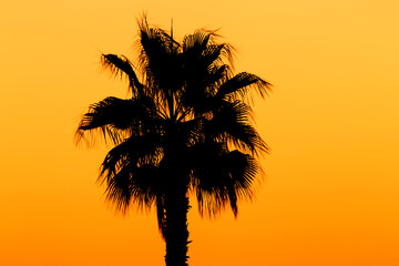silhouette of palm tree against clear sky
