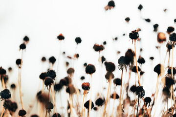 Bold dried flowers in winter. White background, lower point of view. - Powered by Adobe