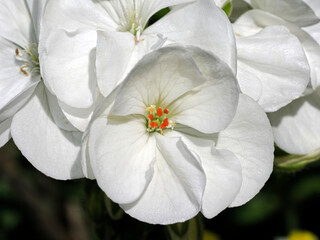 Macro white geranium flower in french garden