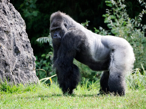 Male gorilla (Gorilla gorilla) standing on grass and seen from profile