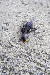 Small dead bird