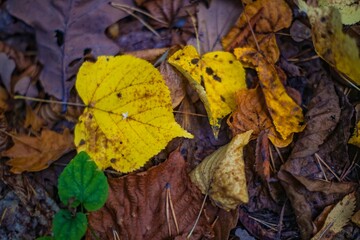 autumn leaves background