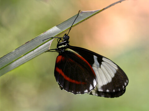 Closeup Cydno longwing (Heliconius cydno) hanging on a grass and seen from profile