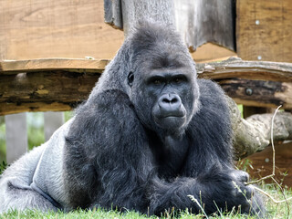 Closeup male gorilla (Gorilla gorilla) lying on grass