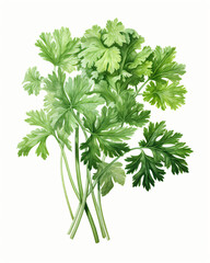 Bunch of parsley on a white background