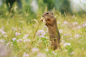 Naklejka na ściany i meble A cute ground squirrel pose in the grass. Spermophilus citellus