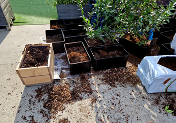 planting bushes in flower pots and transporting them by pallet truck to the designated place....