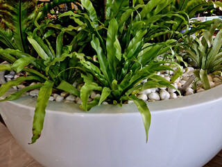 is a fern from the group known as bird's nest ferns. In Japanese, it is known as ō-tani-watari and...
