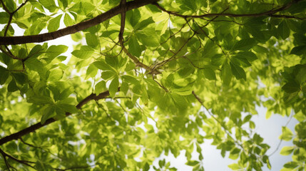 Fototapeta na wymiar green leaves canopy background