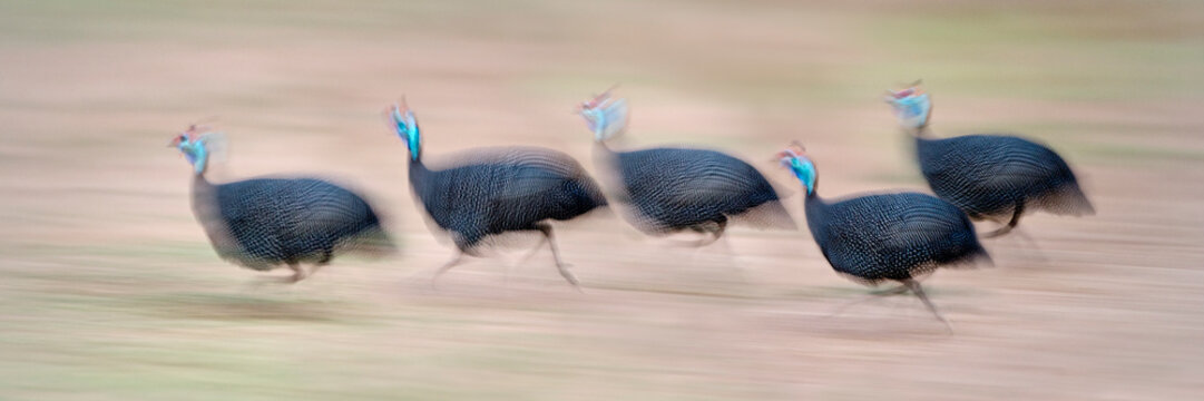 Flock of Helmeted Guineafowl (Numida meleagris) running on the banks of the Luangwa River. South Luangwa National Park, Zambia (digitally stitched image) 