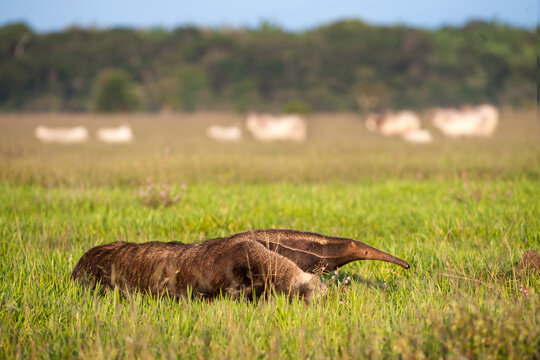 Giant anteater (Myrmecophaga tridactyla) walking on ranch, with cattle in the background. Los Llanos, Unarmas Reserve, Colombia.