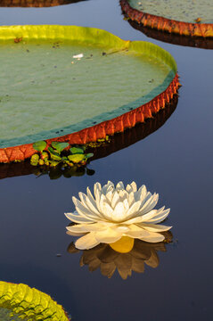 Giant water lilies (Victoria amazonica) on a lake near Cuiaba River, Northern Pantanal, Brazil. 