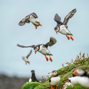 Atlantic Puffins (Fratercula arctica) flying on to the cliff top and gathering around burrows. Isle of Lunga, Treshnish Isles, Isle of Mull, Scotland. 