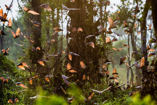 Straw-coloured Fruit Bats (Eidolon helvum) returning to their daytime roost at sunrise. Kasanka National Park, Zambia. 