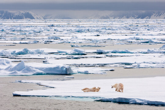 Polar bears (Ursus maritimus) on ice flow. Woodfjorden, northern Spitsbergen, Svalbard, Arctic Norway. 