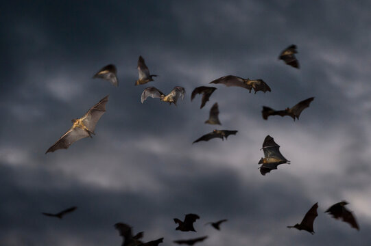 Straw-coloured fruit bats (Eidolon helvum) flying at dusk. Kasanka National Park, Zambia. 