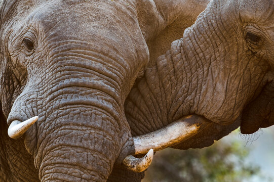 African elephant bulls (Loxononta africana) sparring. Banks of the Luangwa River. South Luangwa National Park, Zambia. 