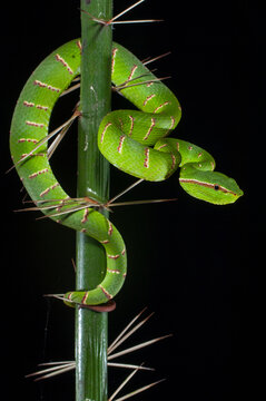 Keeled pit viper (Tropidolaemus subannulatus / Trimeresurus wagleri) in the undergrowth. Bako National Park, Sarawak, Borneo. 