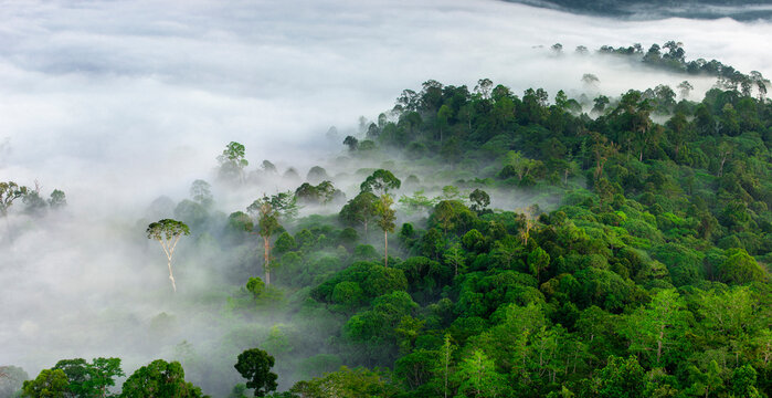 Mist hanging over Lowland Dipterocarp Rainforest just after sunrise. Danum Valley Conservation Area, Sabah, Borneo. 