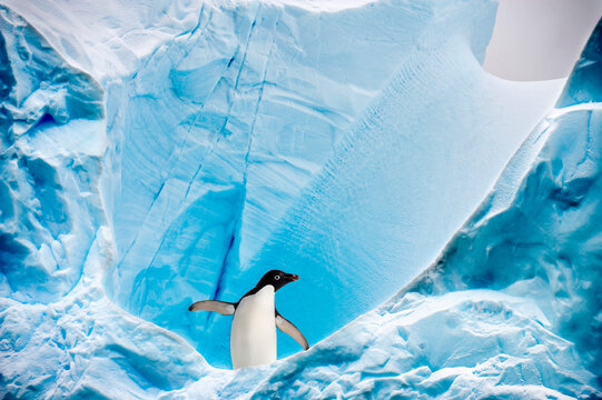 Adelie penguin (Pygoscelis adeliae) on blue ice berg. Graham Passage, Antarctic Peninsula, Antarctica. DIGITAL COMPOSITE. 