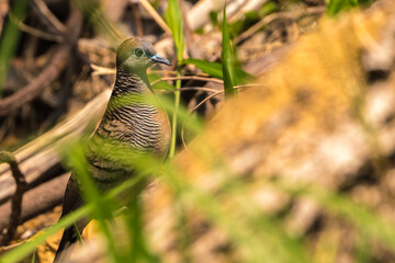 Birdlife in Bali Island