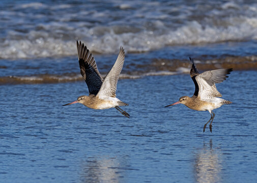 Bar-tailed godwits (Limosa lapponica) in flight over the Wash, Norfolk, England, UK. December. 