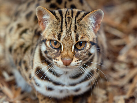 Asian leopard cat (Prionailurus bengalensis) portrait, captive, occurs in South and East Asia. 