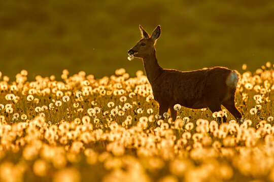 Roe deer (Capreolus capreolus) feeding on dandelion seed heads at sunset, UK. May. UK. 