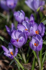 purple crocus flowers