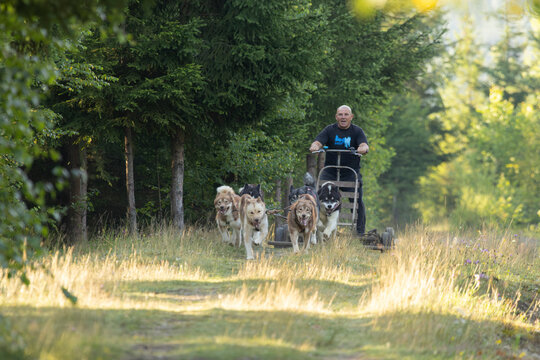 Man with husky Greenland dogs mushing in a green forest on sled