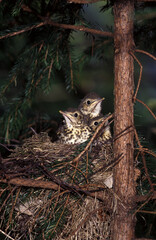 Mavis (Turdus philomelos) Tordo bottaccio